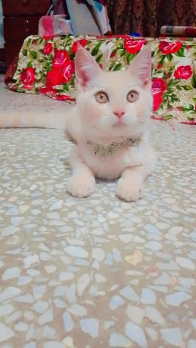 sell in cat