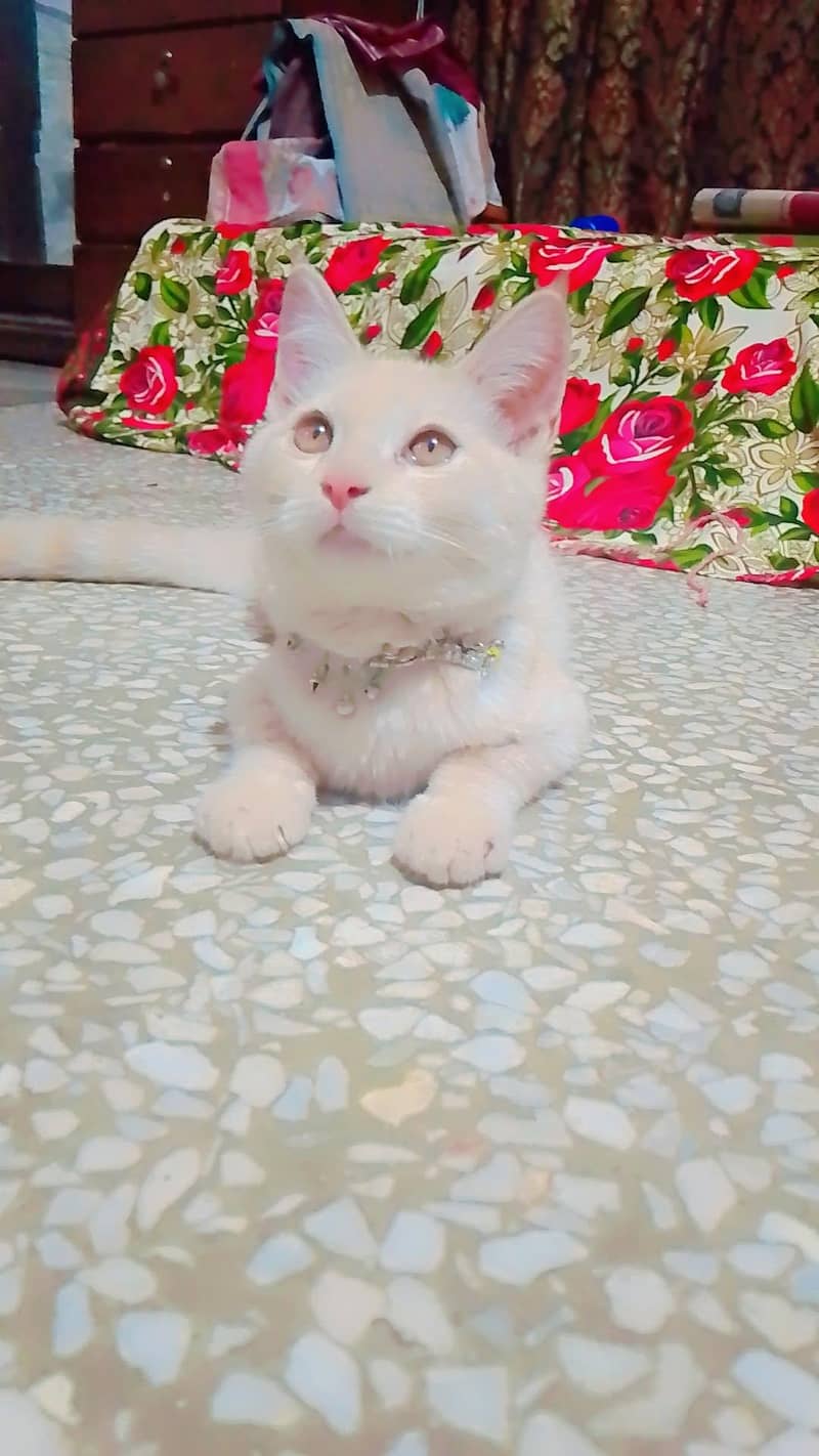 snow ball 1
