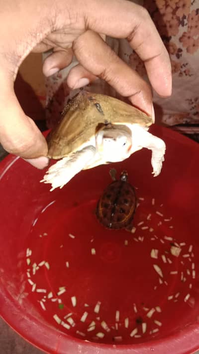 Turtles for sale