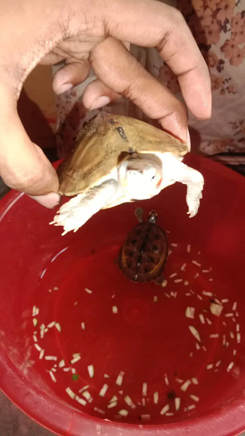 Turtles for sale