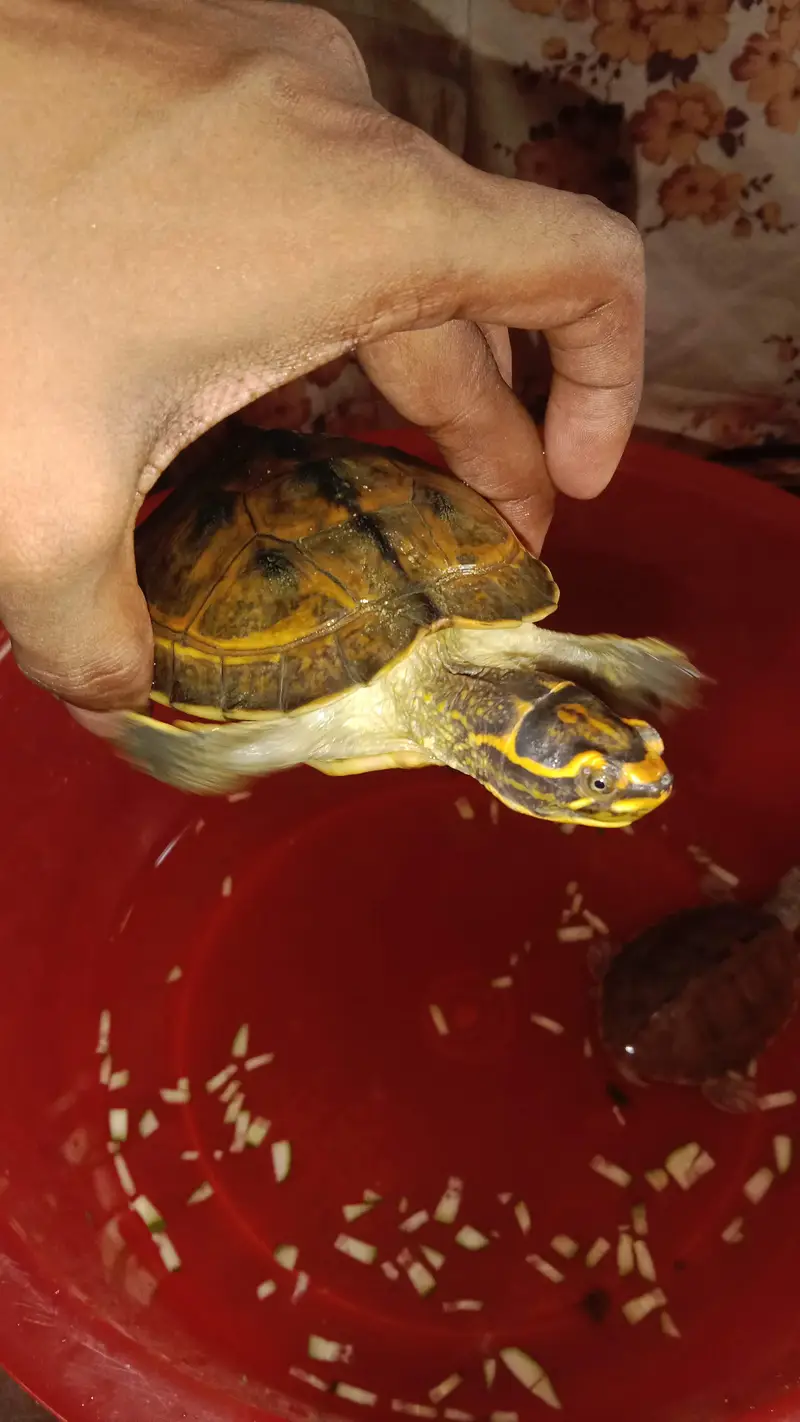 Turtles for sale — photo 2