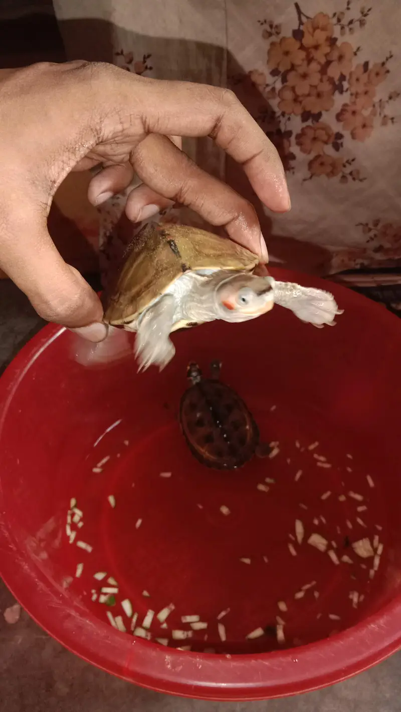 Turtles for sale — photo 3