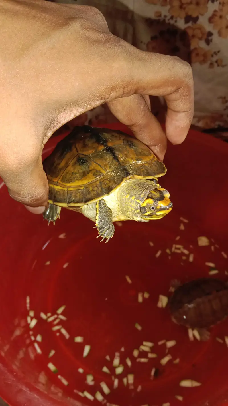 Turtles for sale — photo 4