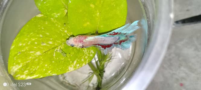 FISHES AND AQUARIUMS FOR SELL !!!