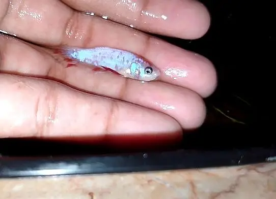 FISHES AND AQUARIUMS FOR SELL !!! — photo 2