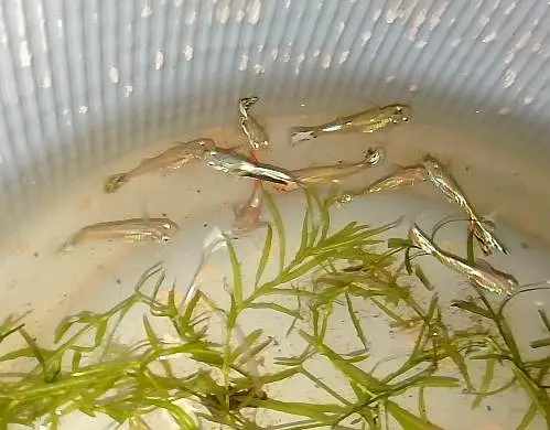 FISHES AND AQUARIUMS FOR SELL !!! — photo 5
