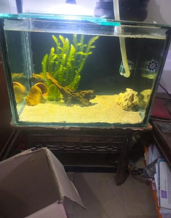 FISHES AND AQUARIUMS FOR SELL !!! — photo 6