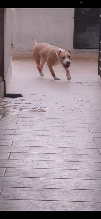 Beautiful Amstaff Available for Sale