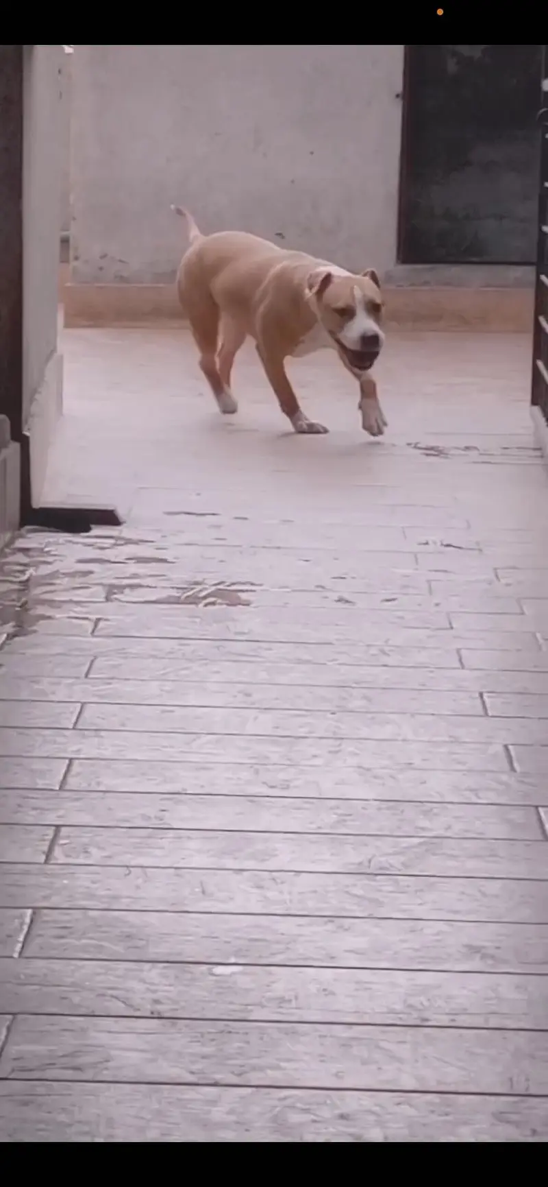 Beautiful Amstaff Available for Sale