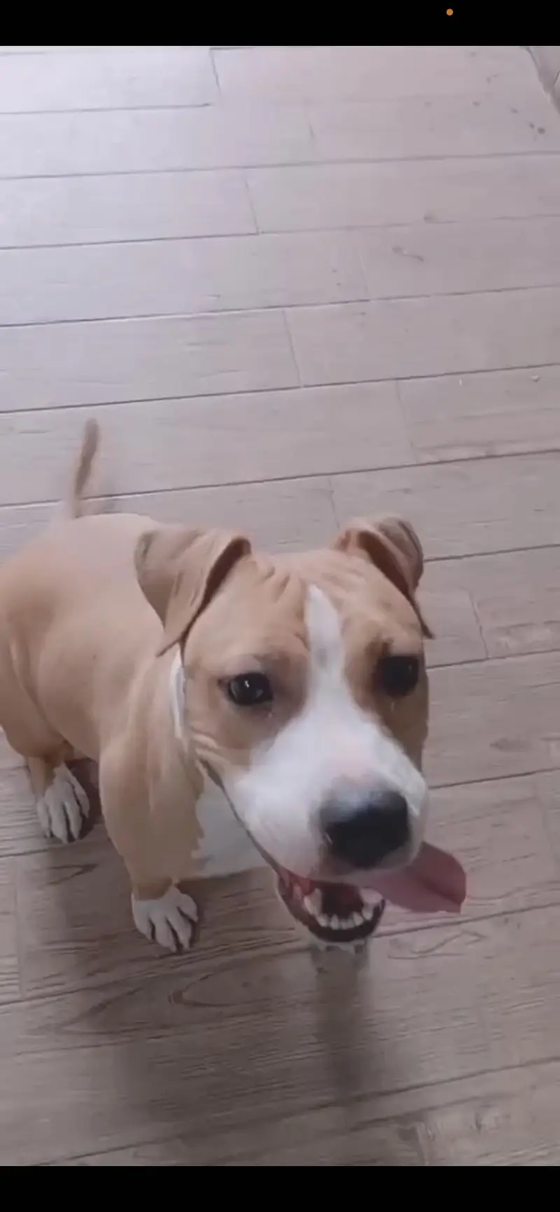 Beautiful Amstaff Available for Sale — photo 2