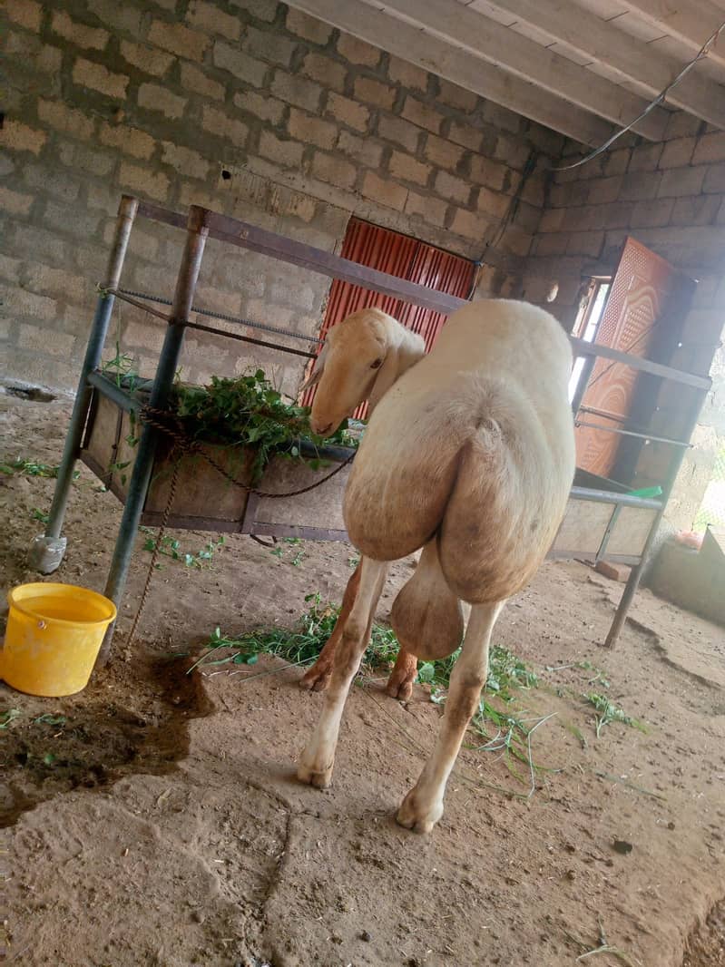 Dumba breeder 0