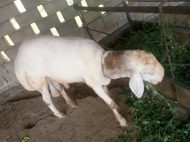 Dumba breeder — photo 2