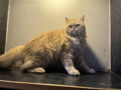 Cat for sale