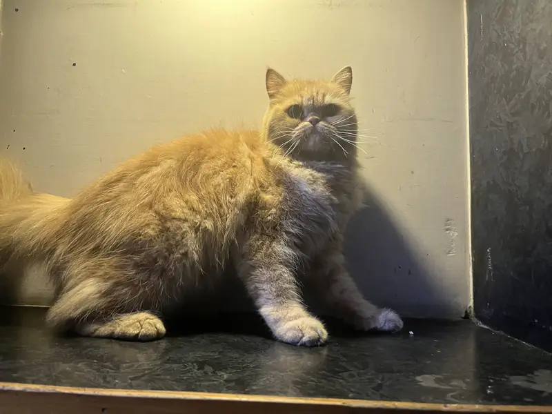 Cat for sale — photo 2