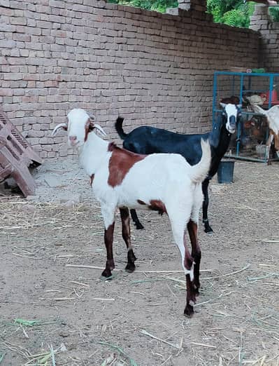 دو دانت کیٹا گلابی کھسی بکرہ male goat