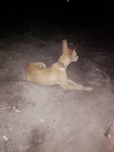 dog for seal