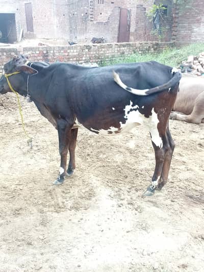 black and white cow