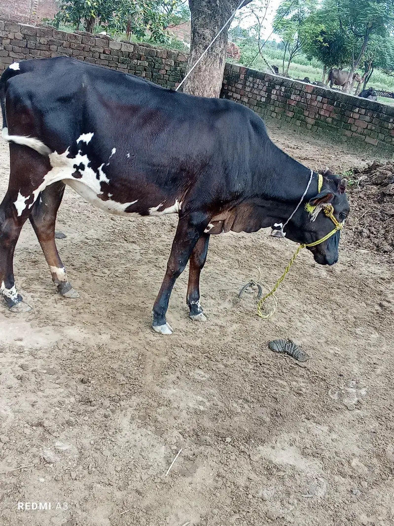 black and white cow — photo 2