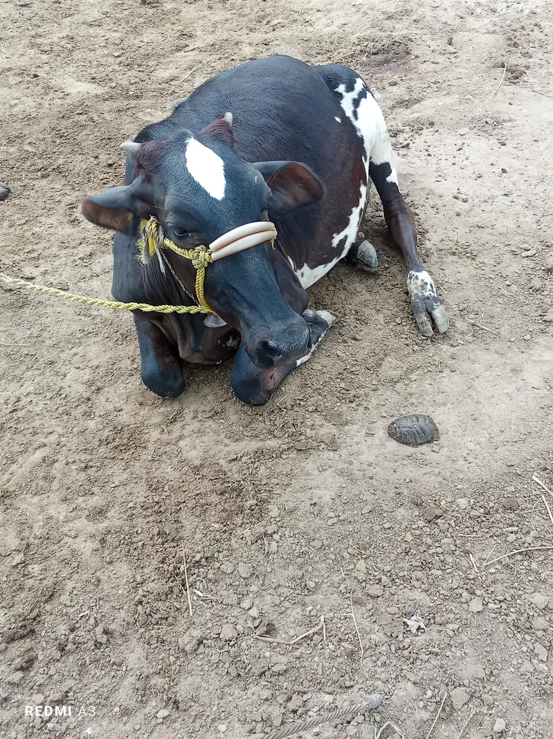 black and white cow — photo 3