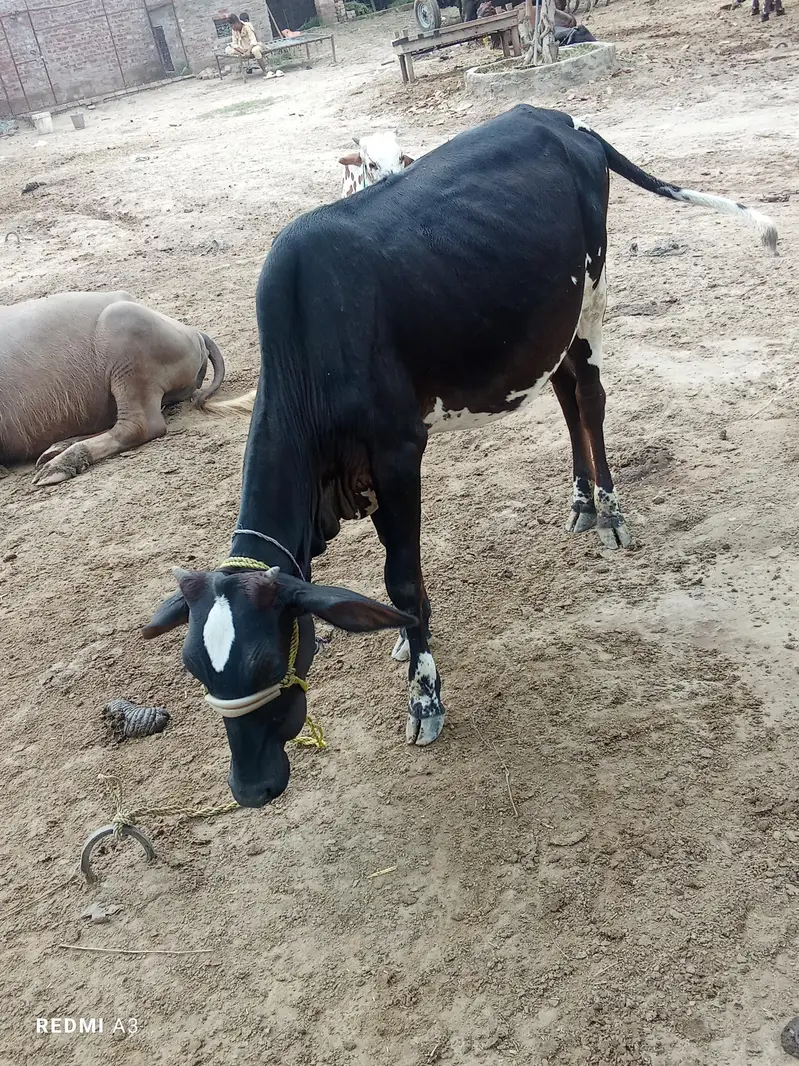 black and white cow — photo 4