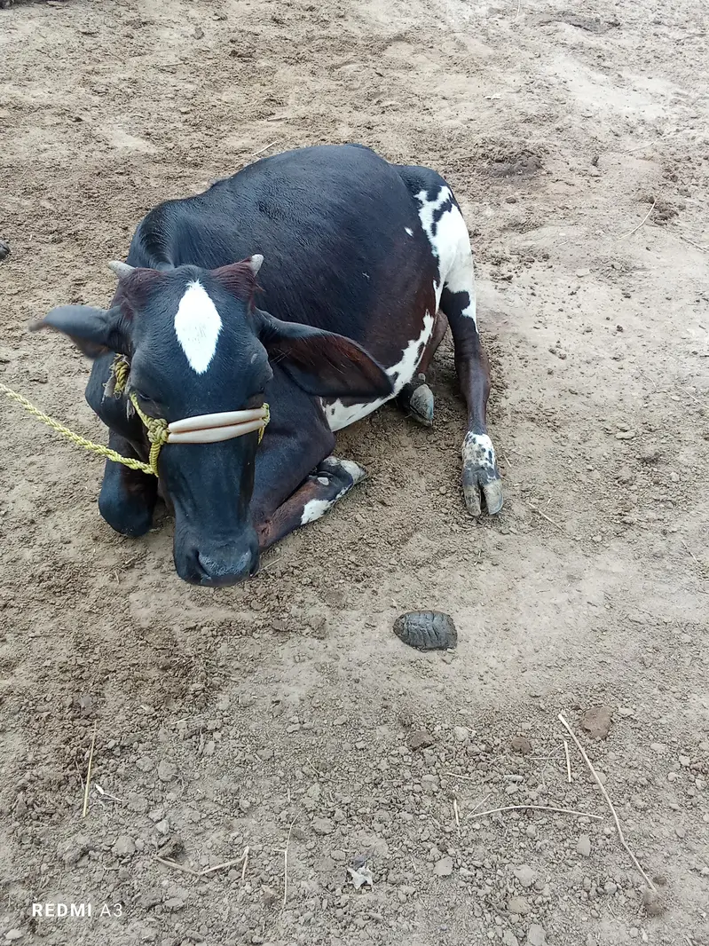 black and white cow — photo 5