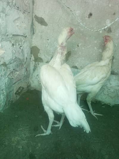 Heera Aseel Females madiyan ( 03204661930 )