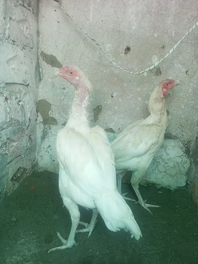 Heera Aseel Females madiyan ( 03204661930 ) — photo 2
