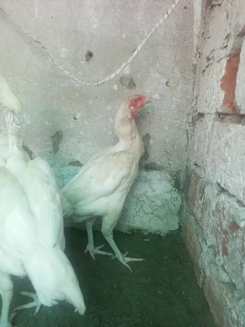 Heera Aseel Females madiyan ( 03204661930 ) — photo 3