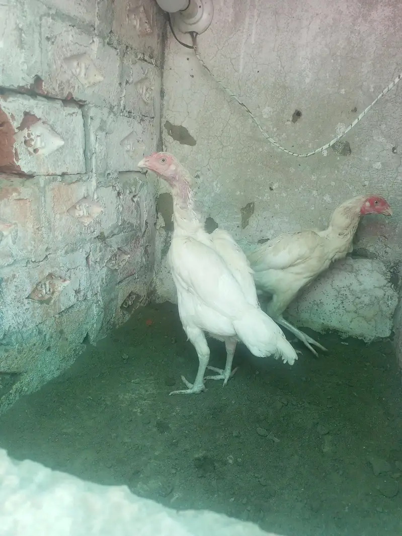 Heera Aseel Females madiyan ( 03204661930 ) — photo 4