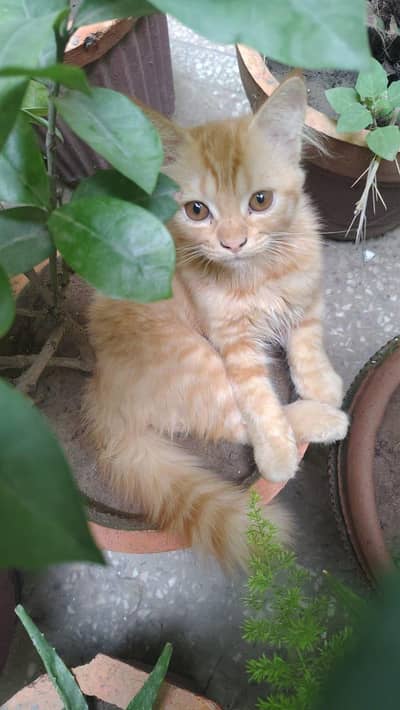 Healthy and Active Kitten for Sale!
