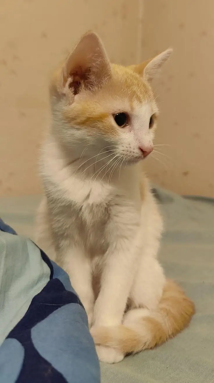 Healthy and Active Kitten for Sale! — photo 2