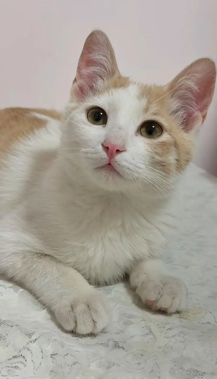 Healthy and Active Kitten for Sale! — photo 3