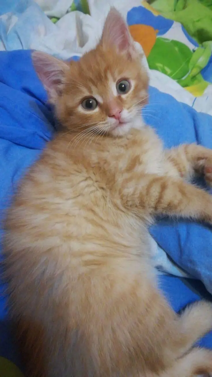Healthy and Active Kitten for Sale! — photo 4