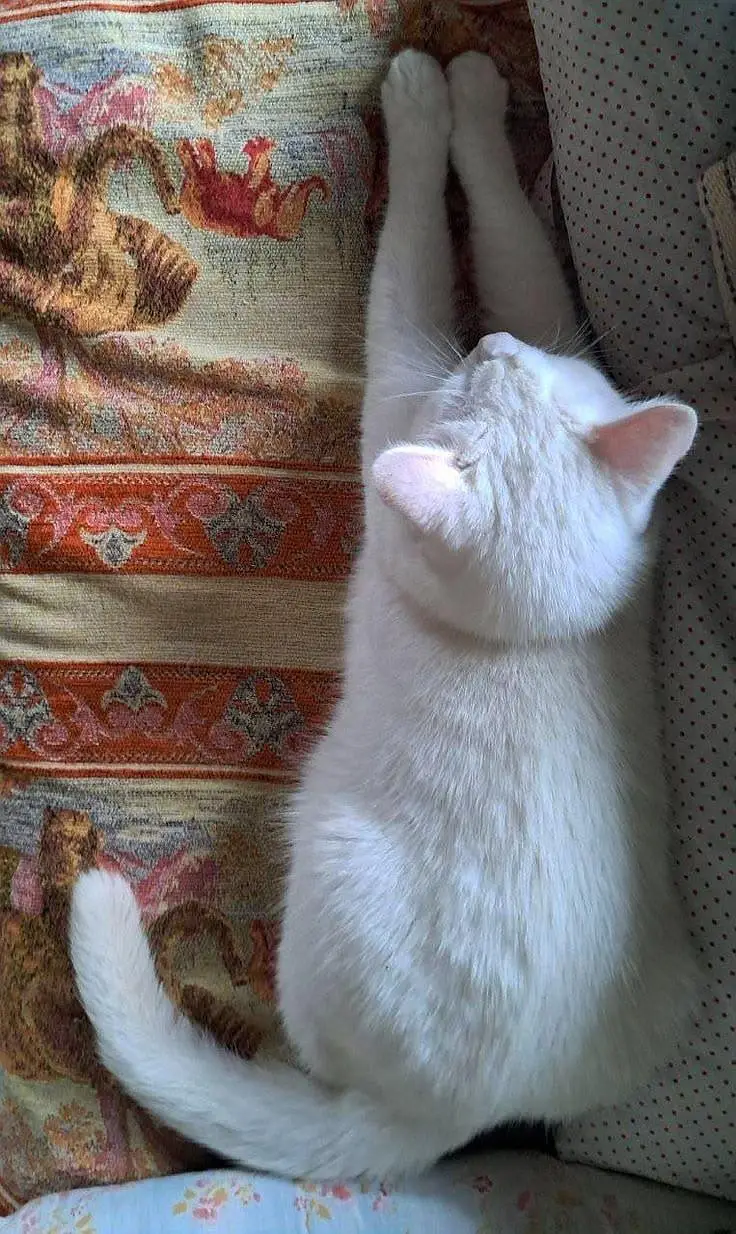 Healthy and Active Kitten for Sale! — photo 5