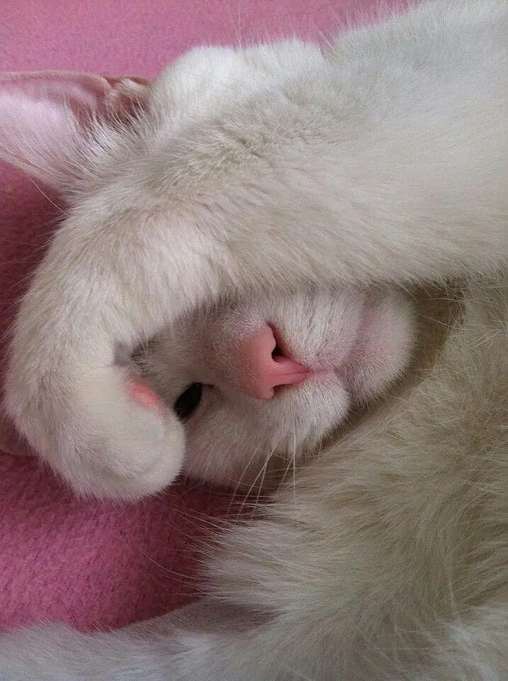 Healthy and Active Kitten for Sale! — photo 6