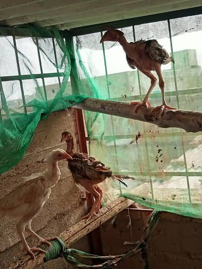3 Aseel Chicks For Sale