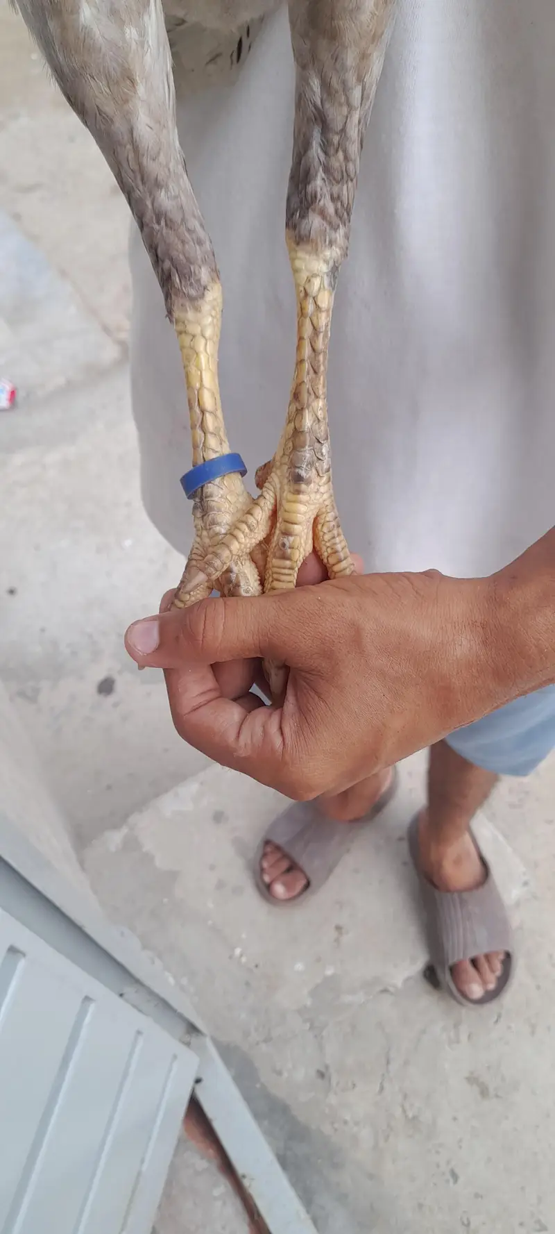 mianwali cross aseel — photo 4
