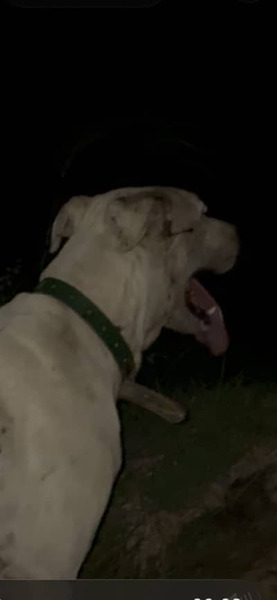 Dog for sale very good dog