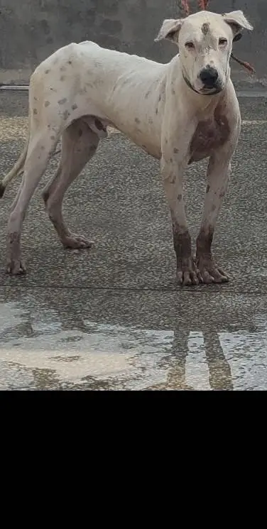 Dog for sale very good dog — photo 3
