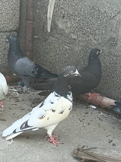 salata,teddy,35walla Sara kabutar 21000 ka Joro walla hai