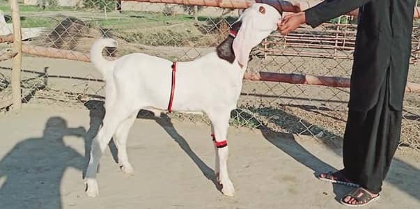 Bakra for sale call me+/03291319927