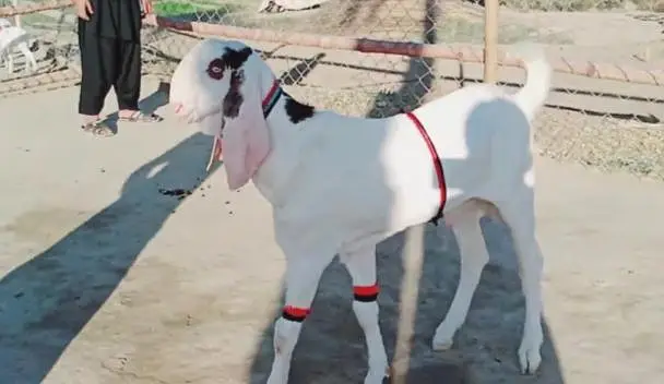 Bakra for sale call me+/03291319927 — photo 3