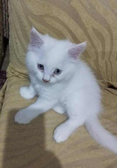 white persian kitten