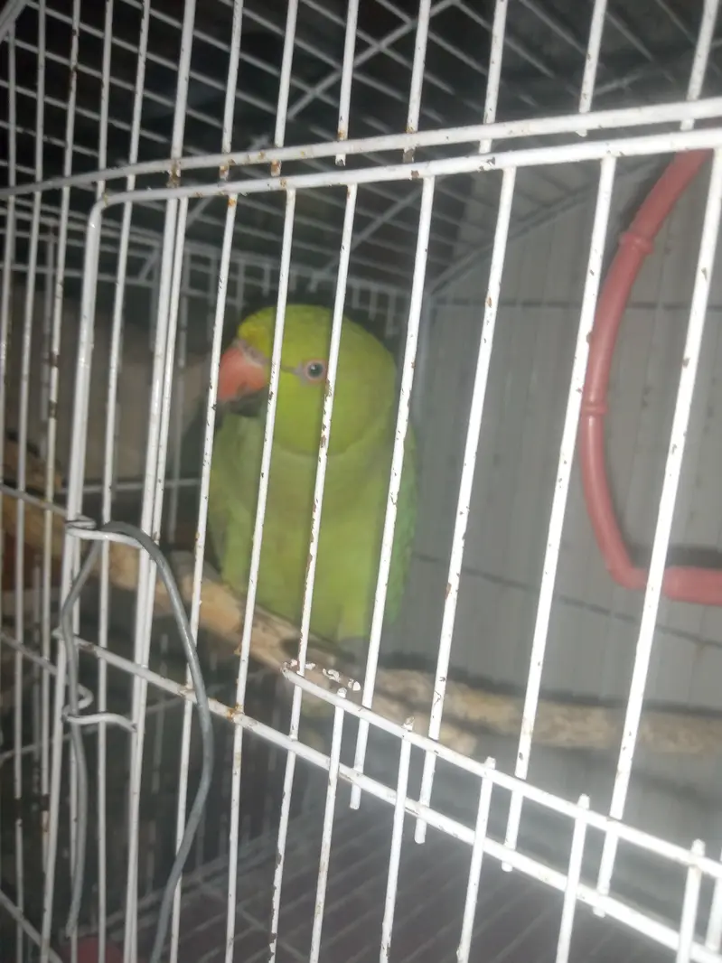 ring neck parrot khatta — photo 2