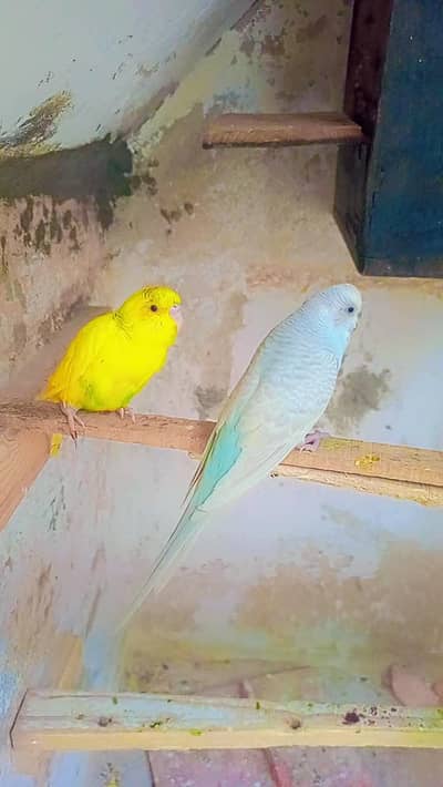 budgie male