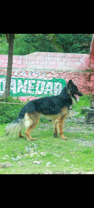 German shepherd triple cort