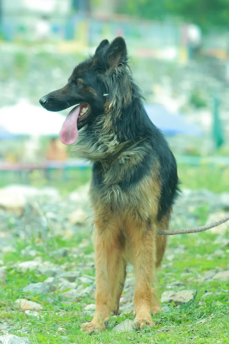 German shepherd triple cort — photo 2