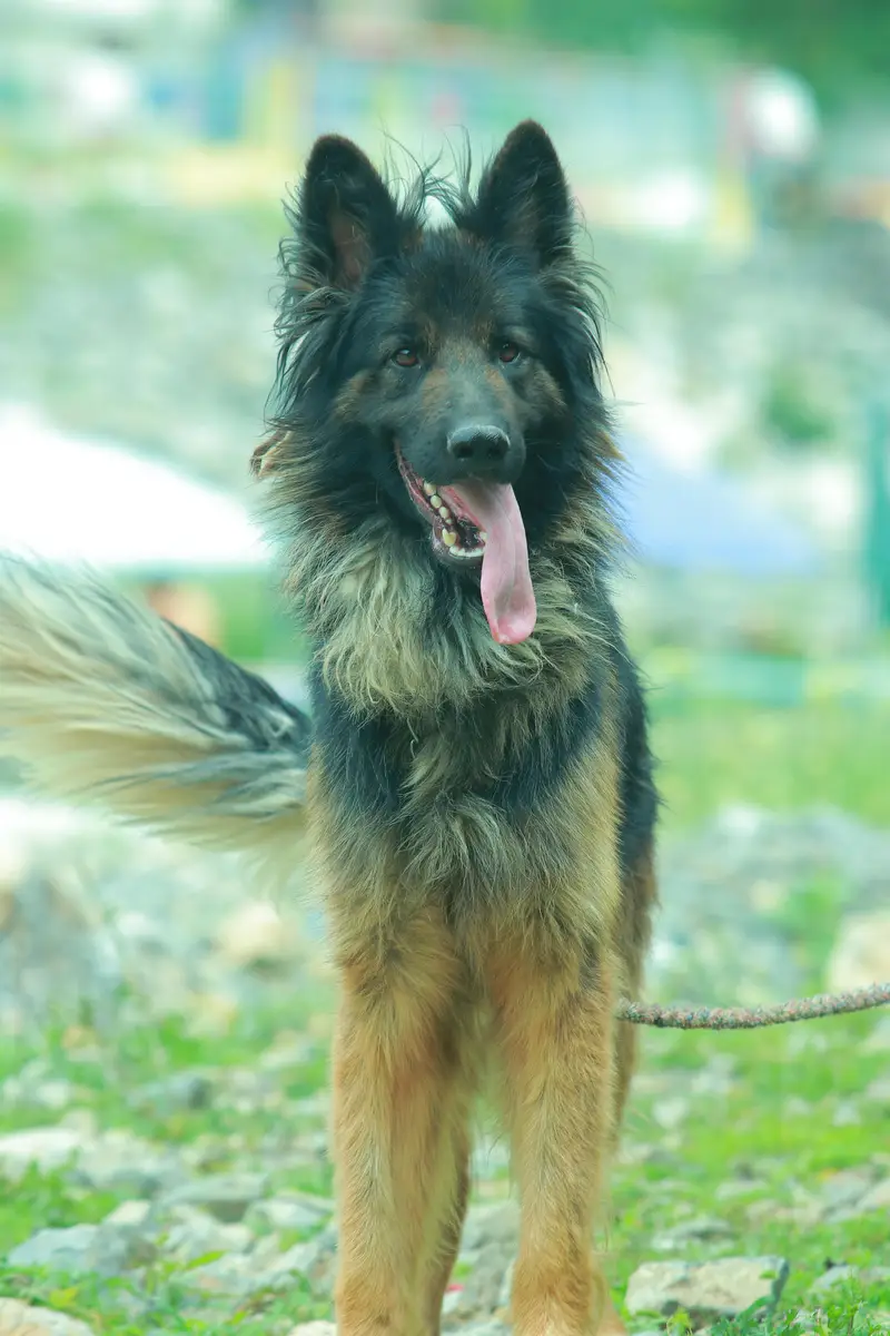 German shepherd triple cort — photo 3