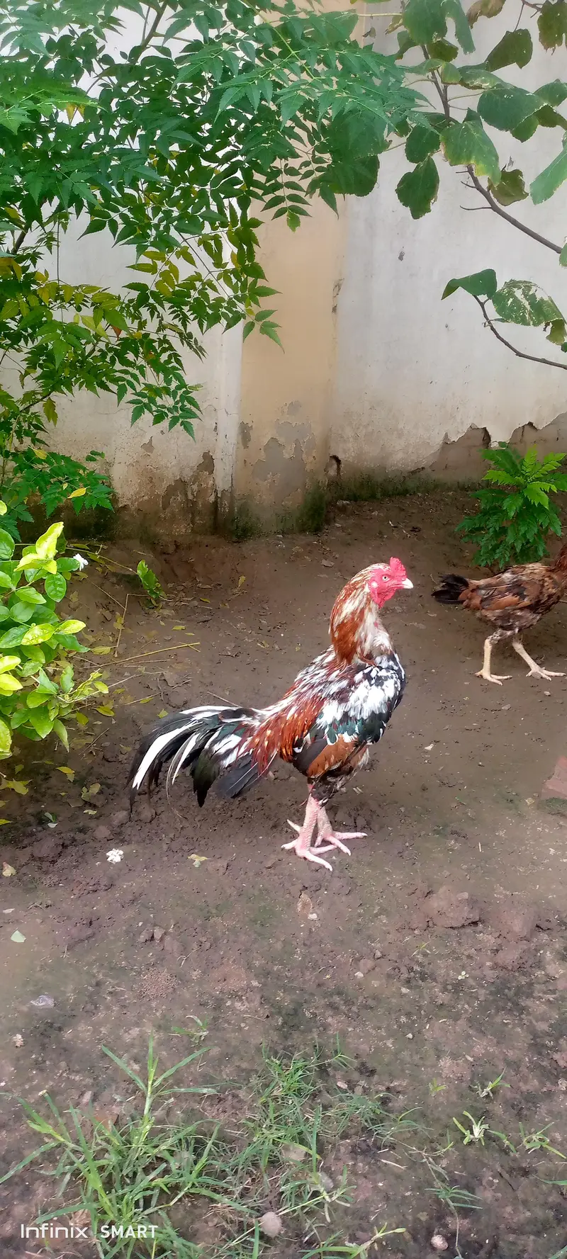 pure Aseel — photo 4