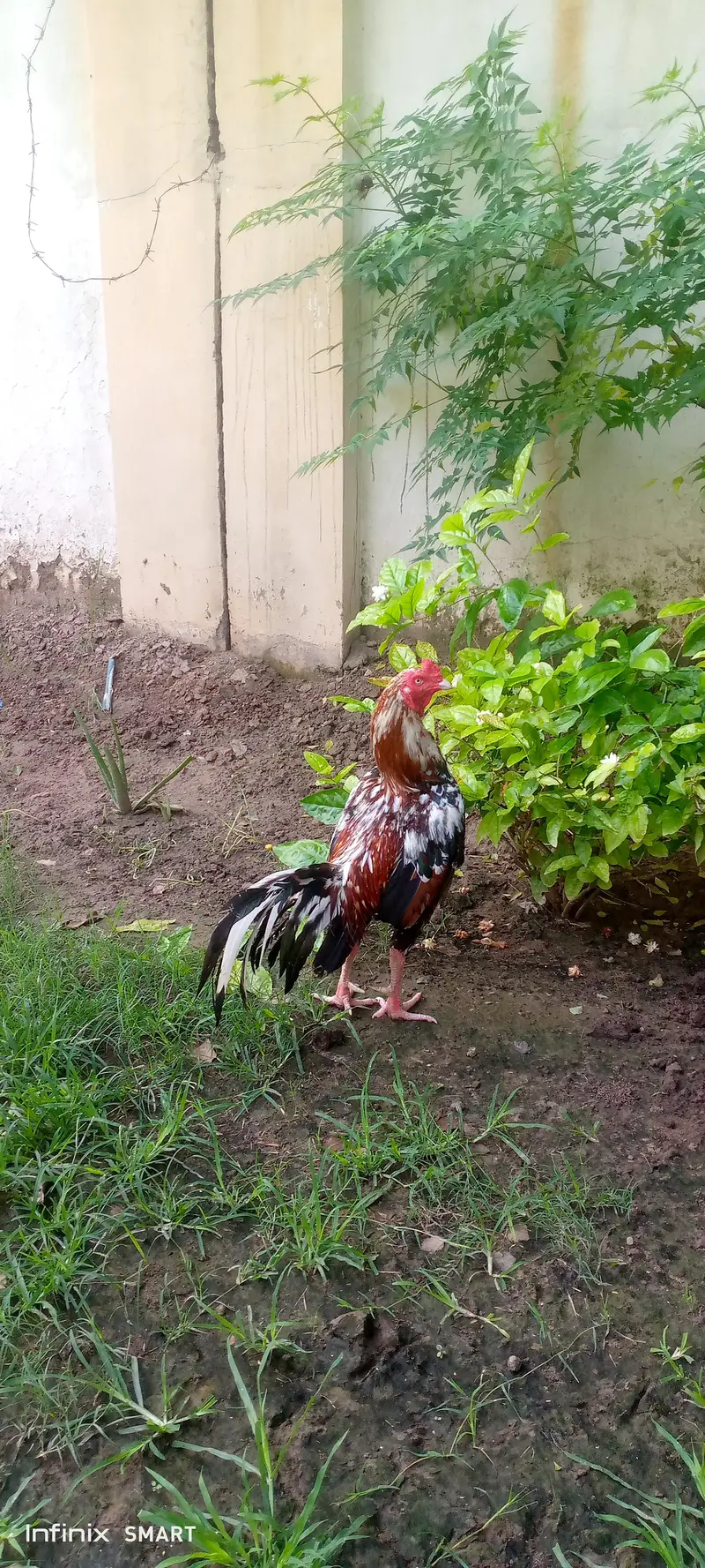 pure Aseel — photo 5